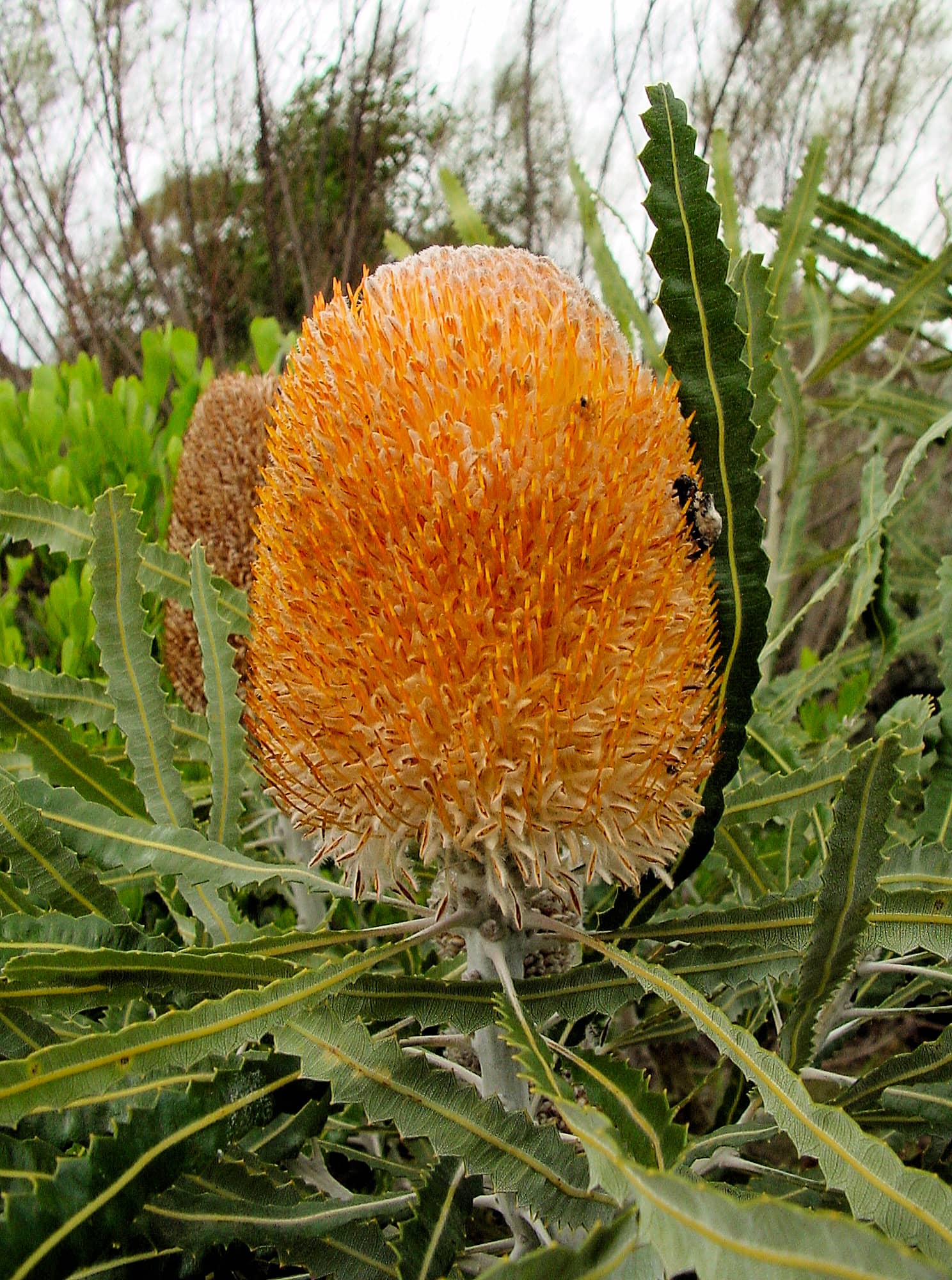 Acorn Banksia (Banksia prionotes), Naracoorte, SA
