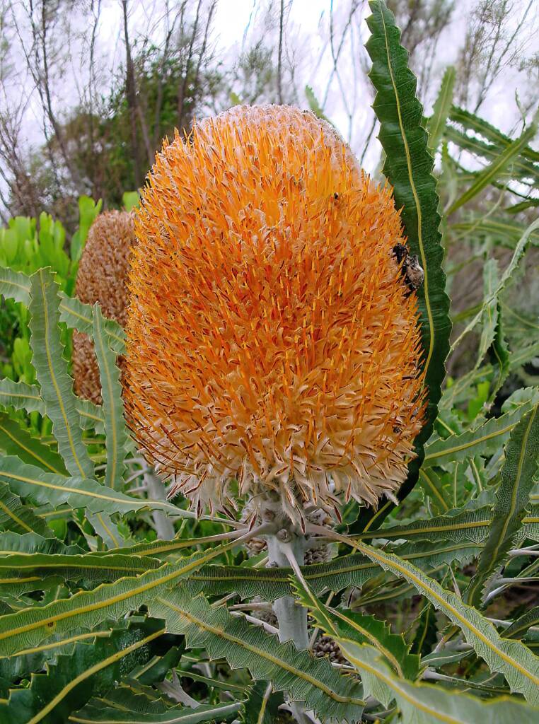 Acorn Banksia (Banksia prionotes), Naracoorte, SA