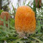 Acorn Banksia (Banksia prionotes), Naracoorte, SA