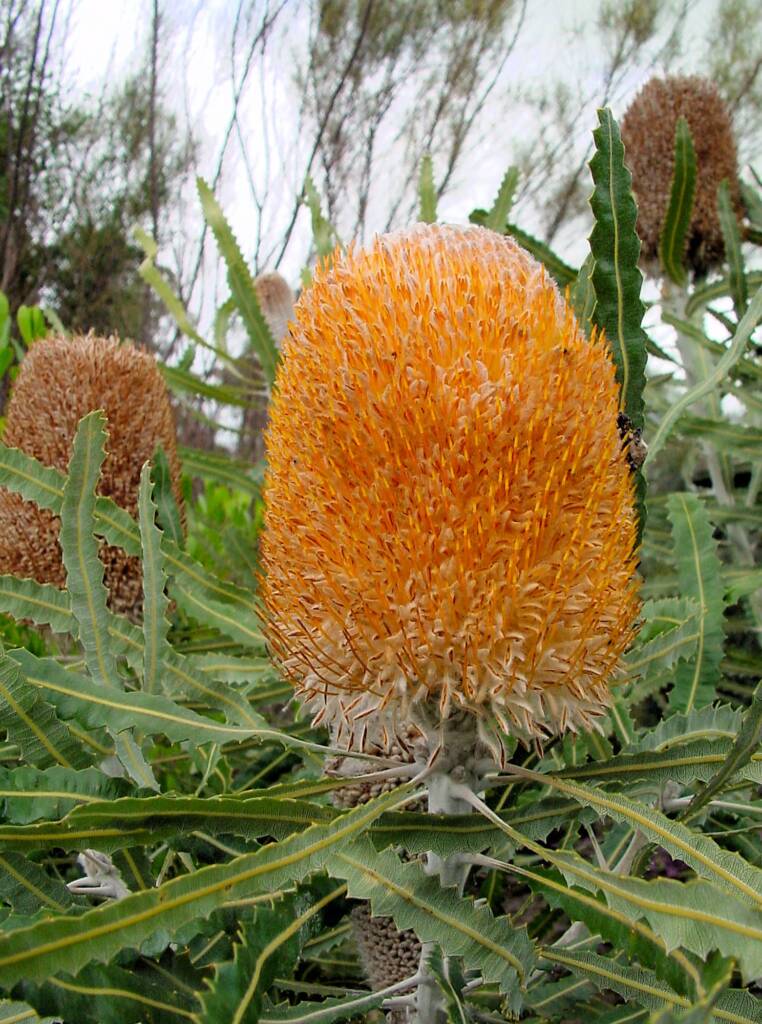 Acorn Banksia (Banksia prionotes), Naracoorte, SA