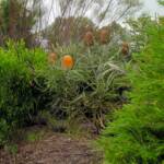 Acorn Banksia (Banksia prionotes), Naracoorte, SA