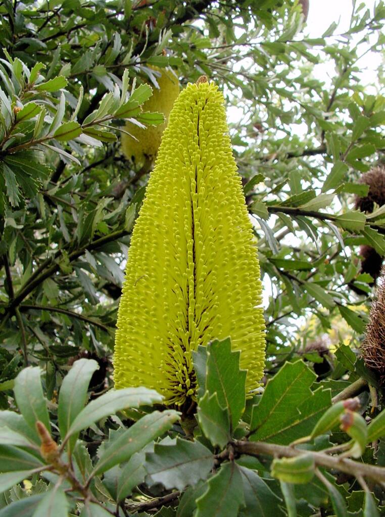 Oak-leaved Banksia (Banksia quercifolia), Portland Botanic Gardens, SA