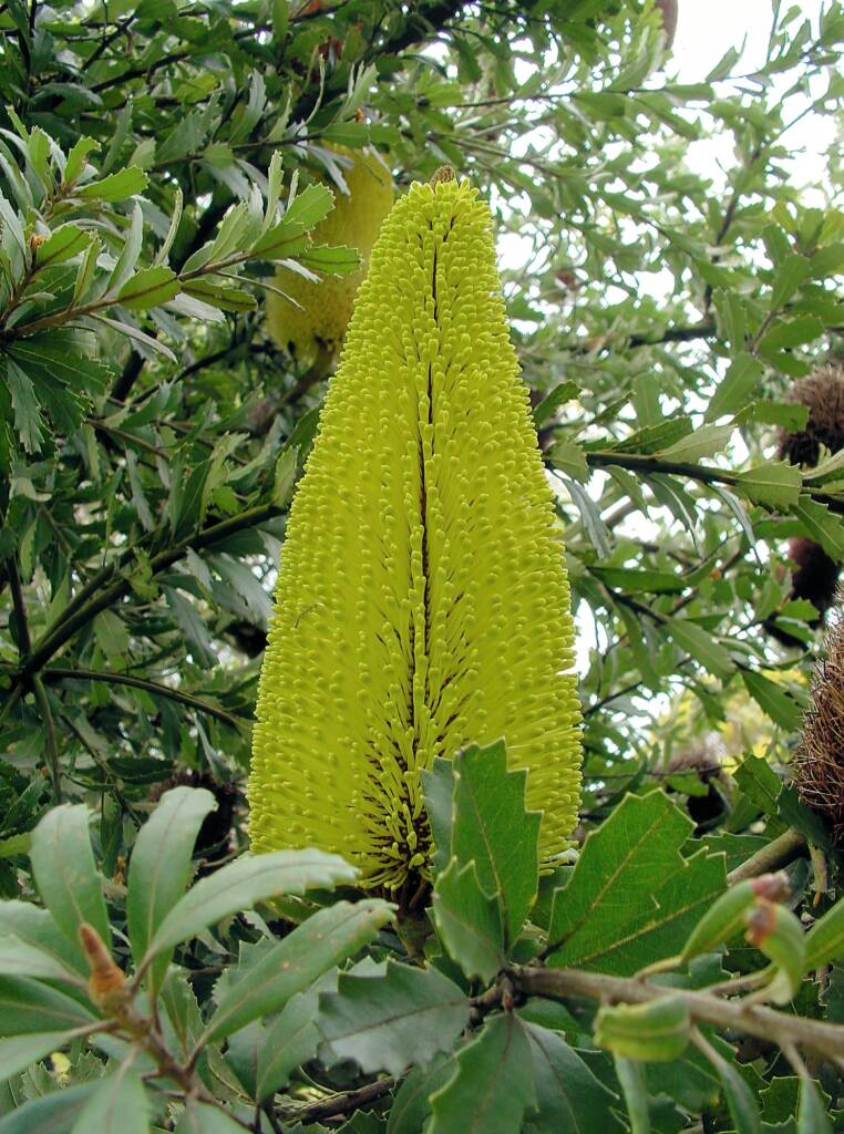 Oak-leaved Banksia (Banksia quercifolia), Portland Botanic Gardens, SA