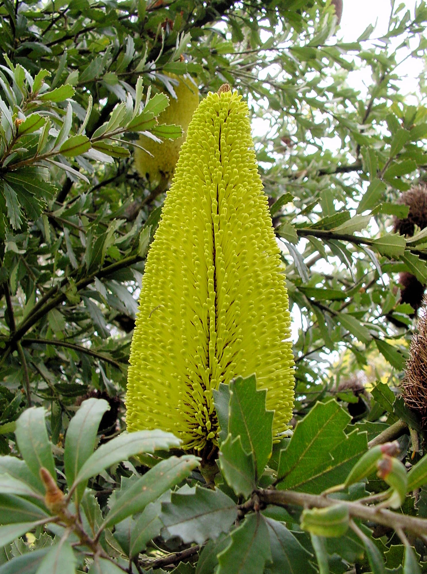 Oak-leaved Banksia (Banksia quercifolia), Portland Botanic Gardens, SA
