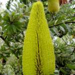 Oak-leaved Banksia (Banksia quercifolia), Portland Botanic Gardens, SA
