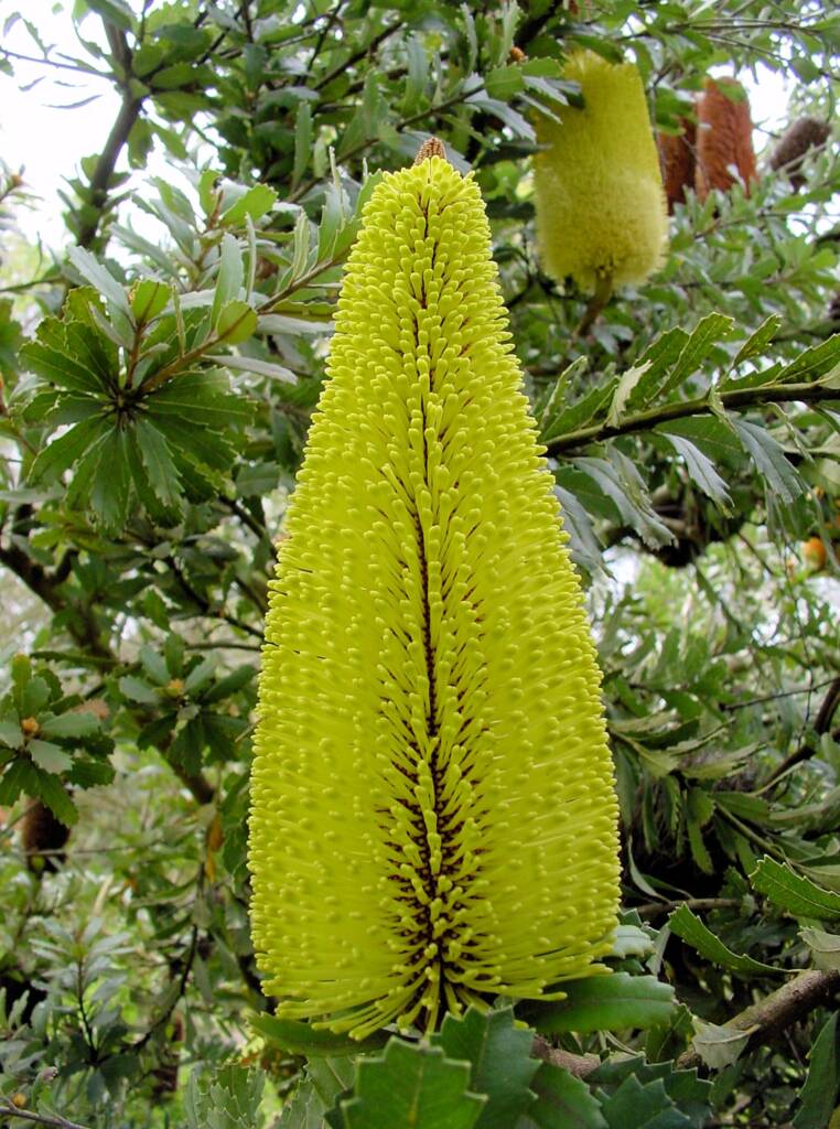Oak-leaved Banksia (Banksia quercifolia), Portland Botanic Gardens, SA