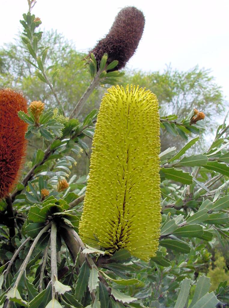 Oak-leaved Banksia (Banksia quercifolia), Portland Botanic Gardens, SA