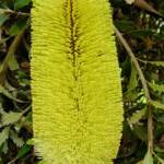 Oak-leaved Banksia (Banksia quercifolia), Portland Botanic Gardens, SA
