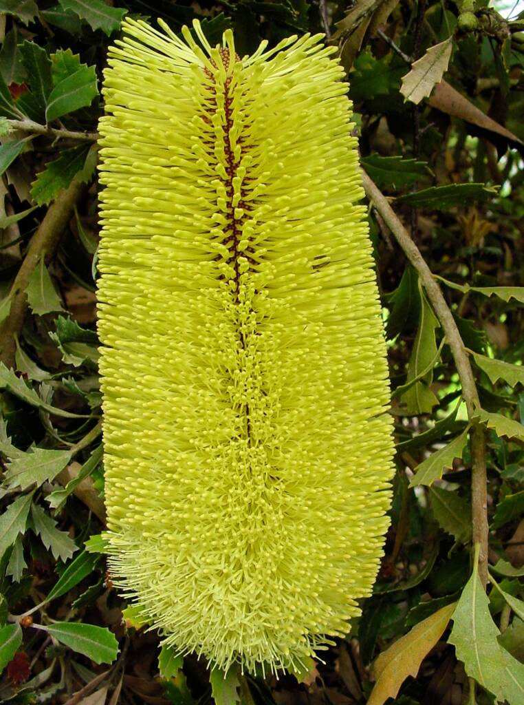 Oak-leaved Banksia (Banksia quercifolia), Portland Botanic Gardens, SA
