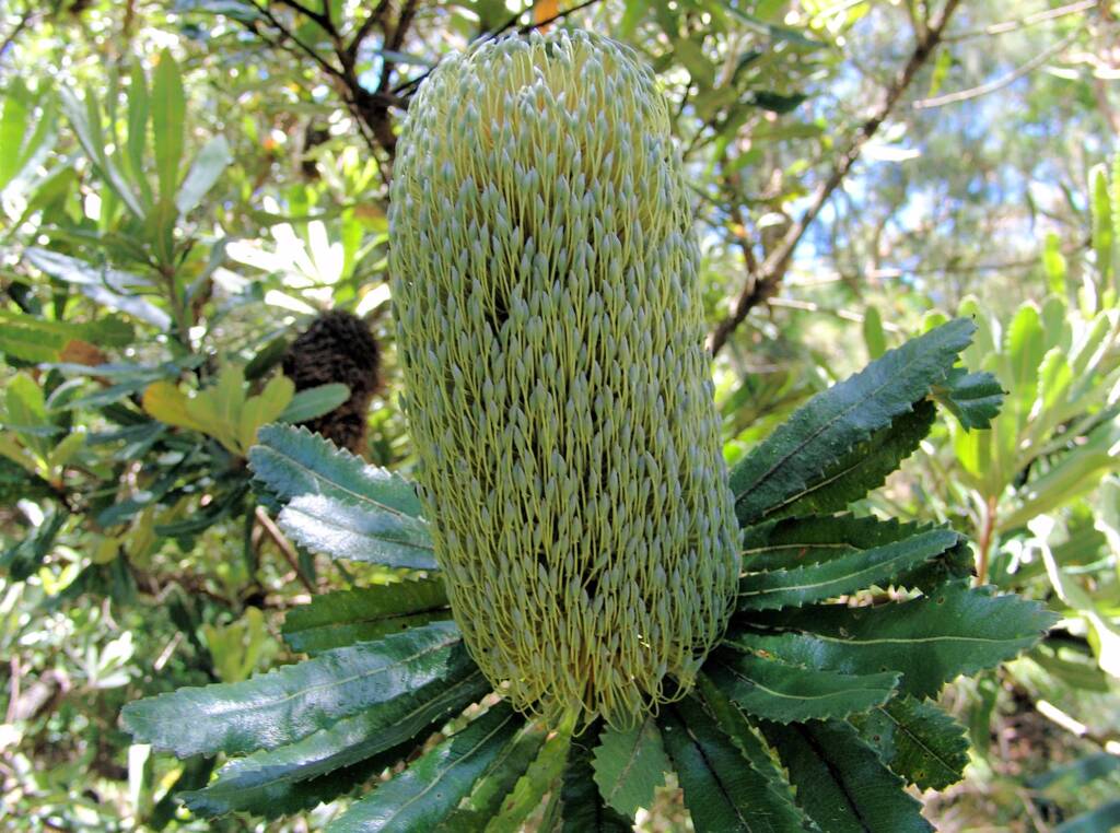 Banksia serrata (Saw Tooth Banksia / Old Man Banksia), Stony Range Regional Botanic Garden, Dee Why, NSW
