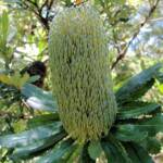 Banksia serrata (Saw Tooth Banksia / Old Man Banksia), Stony Range Regional Botanic Garden, Dee Why, NSW