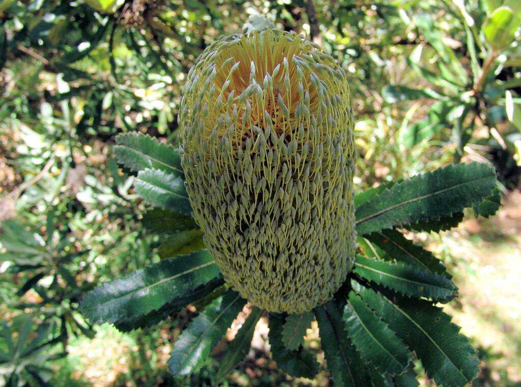 Banksia serrata (Saw Tooth Banksia / Old Man Banksia), Stony Range Regional Botanic Garden, Dee Why, NSW