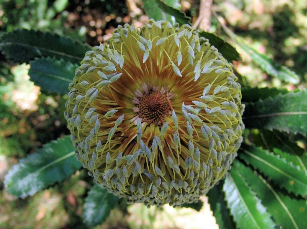 Banksia serrata (Saw Tooth Banksia / Old Man Banksia), Stony Range Regional Botanic Garden, Dee Why, NSW
