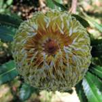 Banksia serrata (Saw Tooth Banksia / Old Man Banksia), Stony Range Regional Botanic Garden, Dee Why, NSW