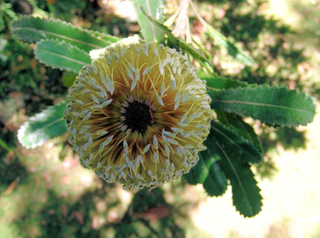 Banksia serrata (Saw Tooth Banksia / Old Man Banksia), Stony Range Regional Botanic Garden, Dee Why, NSW