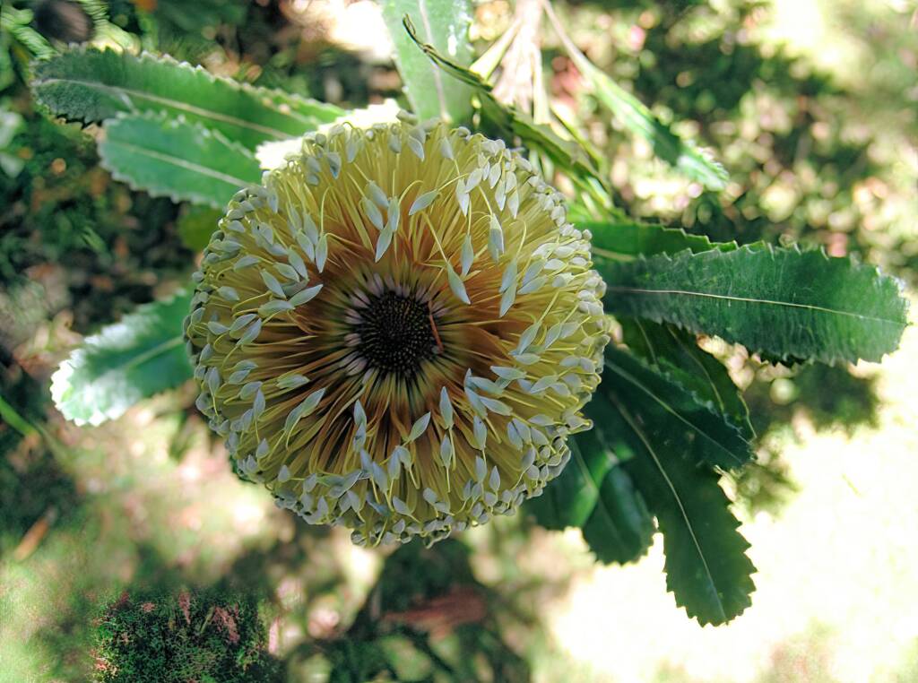 Banksia serrata (Saw Tooth Banksia / Old Man Banksia), Stony Range Regional Botanic Garden, Dee Why, NSW