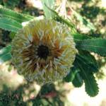 Banksia serrata (Saw Tooth Banksia / Old Man Banksia), Stony Range Regional Botanic Garden, Dee Why, NSW