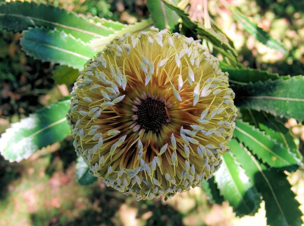 Banksia serrata (Saw Tooth Banksia / Old Man Banksia), Stony Range Regional Botanic Garden, Dee Why, NSW