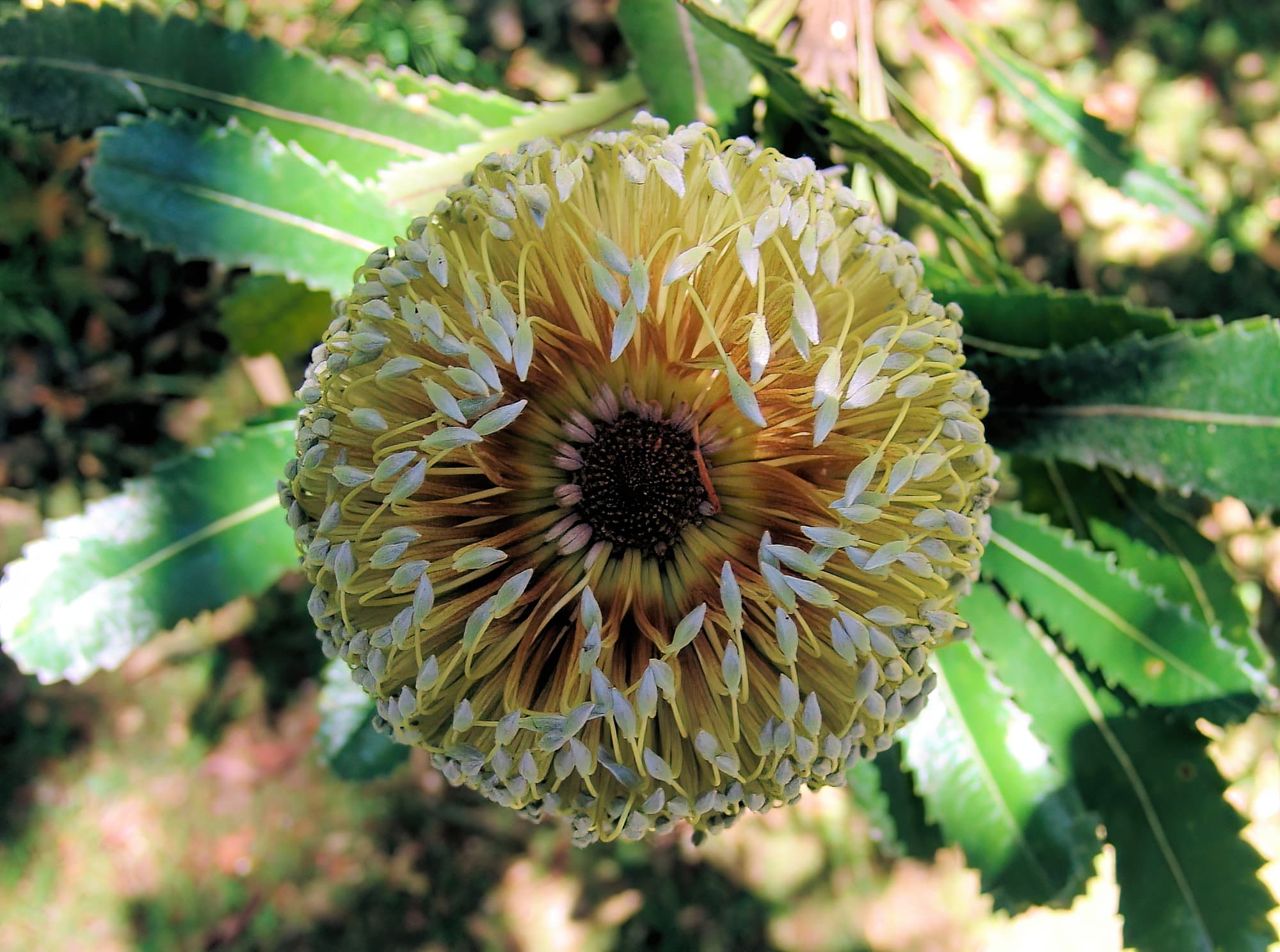 Banksia serrata (Saw Tooth Banksia / Old Man Banksia), Stony Range Regional Botanic Garden, Dee Why, NSW