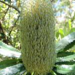 Banksia serrata (Saw Tooth Banksia / Old Man Banksia), Stony Range Regional Botanic Garden, Dee Why, NSW