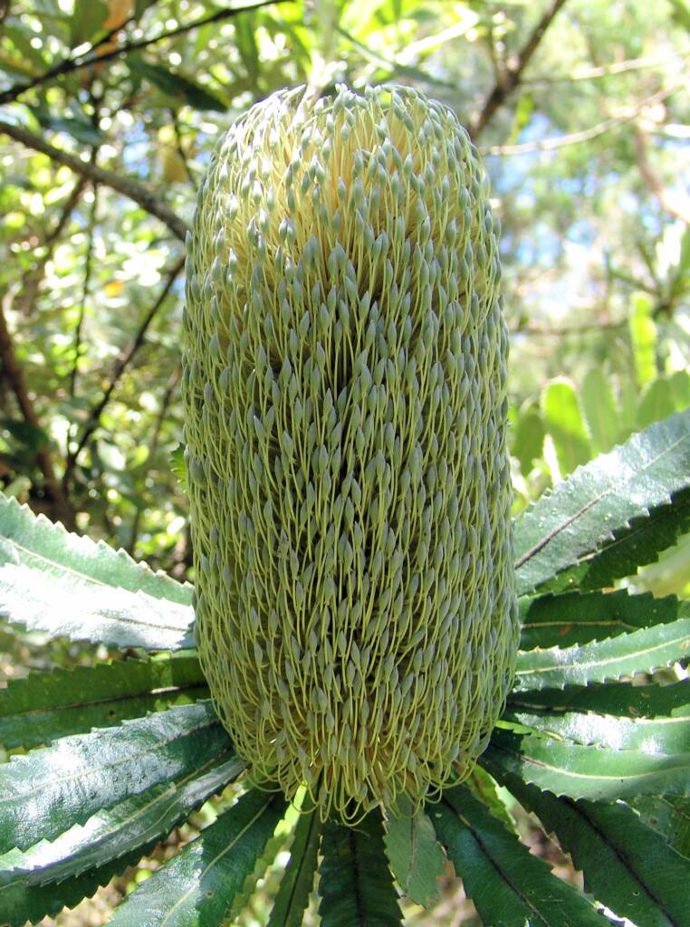 Banksia serrata (Saw Tooth Banksia / Old Man Banksia), Stony Range Regional Botanic Garden, Dee Why, NSW