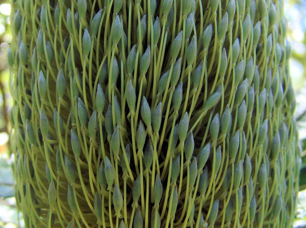 Banksia serrata (Saw Tooth Banksia / Old Man Banksia), Stony Range Regional Botanic Garden, Dee Why, NSW