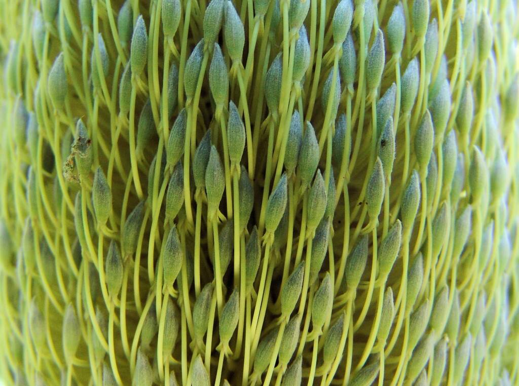 Banksia serrata (Saw Tooth Banksia / Old Man Banksia), Stony Range Regional Botanic Garden, Dee Why, NSW