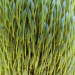 Banksia serrata (Saw Tooth Banksia / Old Man Banksia), Stony Range Regional Botanic Garden, Dee Why, NSW