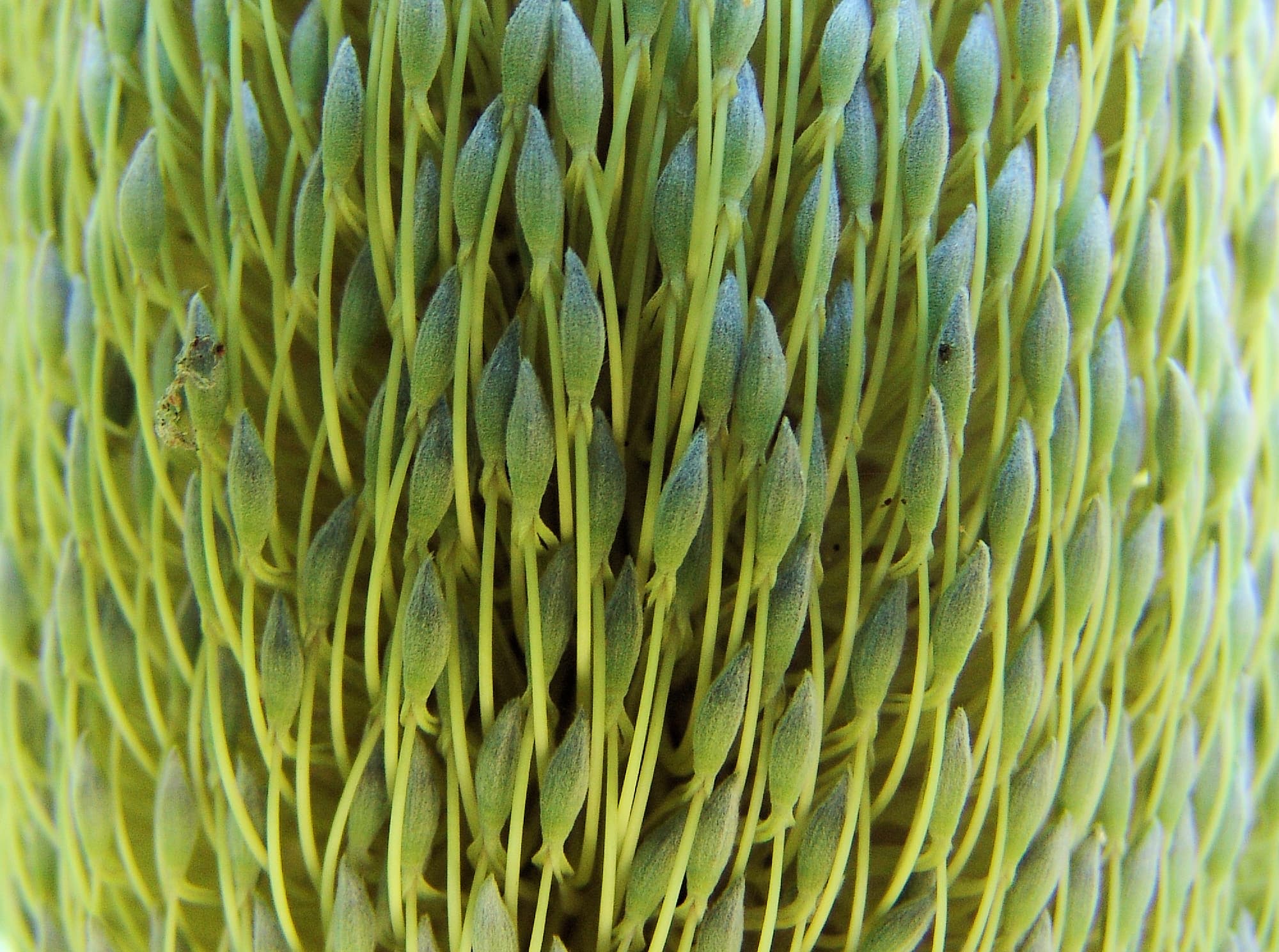 Banksia serrata (Saw Tooth Banksia / Old Man Banksia), Stony Range Regional Botanic Garden, Dee Why, NSW