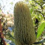 Banksia serrata (Saw Tooth Banksia / Old Man Banksia), Stony Range Regional Botanic Garden, Dee Why, NSW