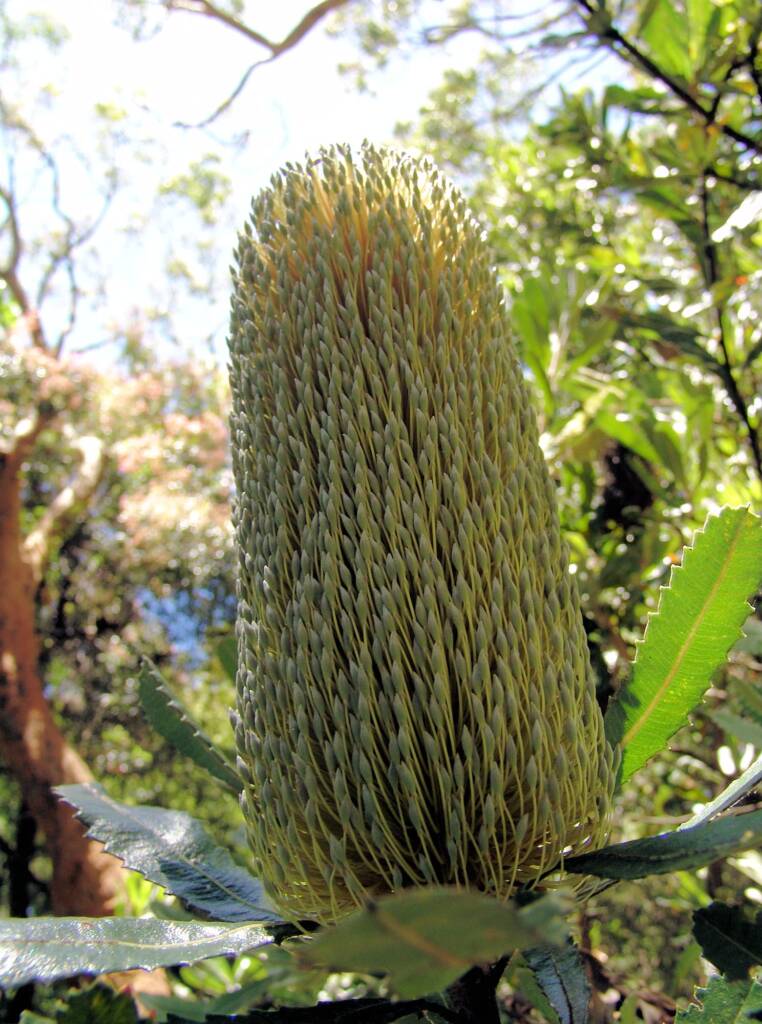 Banksia serrata (Saw Tooth Banksia / Old Man Banksia), Stony Range Regional Botanic Garden, Dee Why, NSW