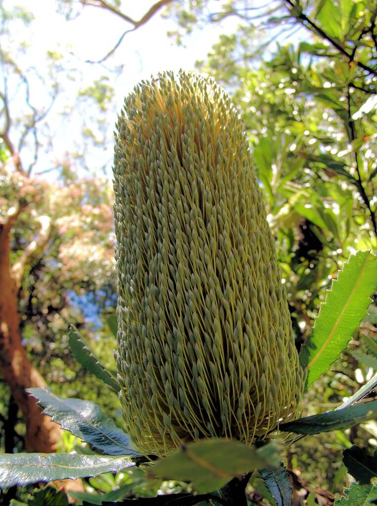 Banksia serrata (Saw Tooth Banksia / Old Man Banksia), Stony Range Regional Botanic Garden, Dee Why, NSW