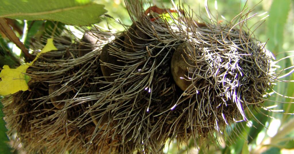 Banksia serrata (Saw Tooth Banksia / Old Man Banksia), Stony Range Regional Botanic Garden, Dee Why, NSW