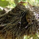 Banksia serrata (Saw Tooth Banksia / Old Man Banksia), Stony Range Regional Botanic Garden, Dee Why, NSW