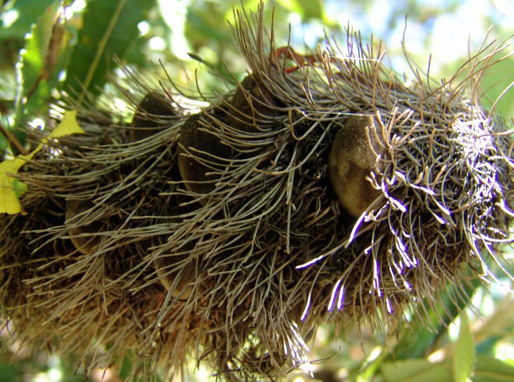 Banksia serrata (Saw Tooth Banksia / Old Man Banksia), Stony Range Regional Botanic Garden, Dee Why, NSW