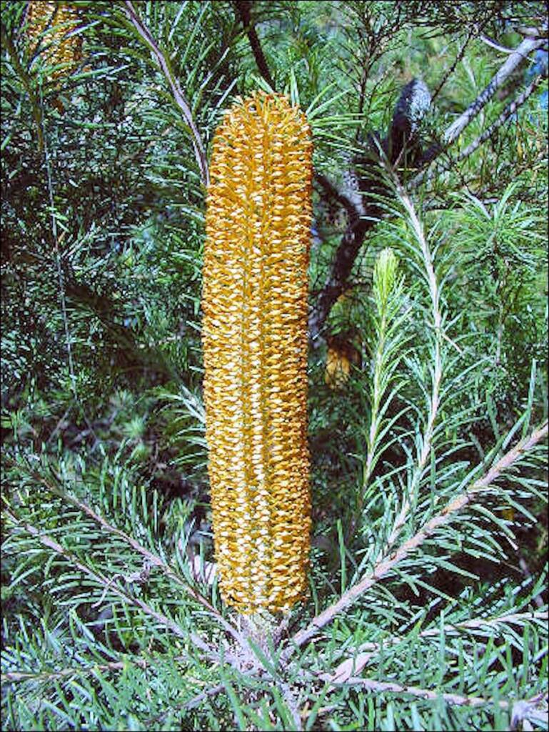 cv Giant Candles (Banksia spinulosa x ericifolia)