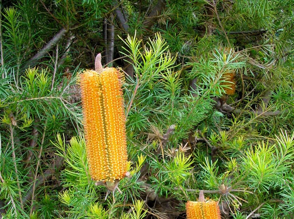 cv Giant Candles (Banksia spinulosa x ericifolia), The Royal Botanic Garden Sydney, NSW