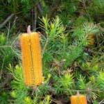 cv Giant Candles (Banksia spinulosa x ericifolia), The Royal Botanic Garden Sydney, NSW