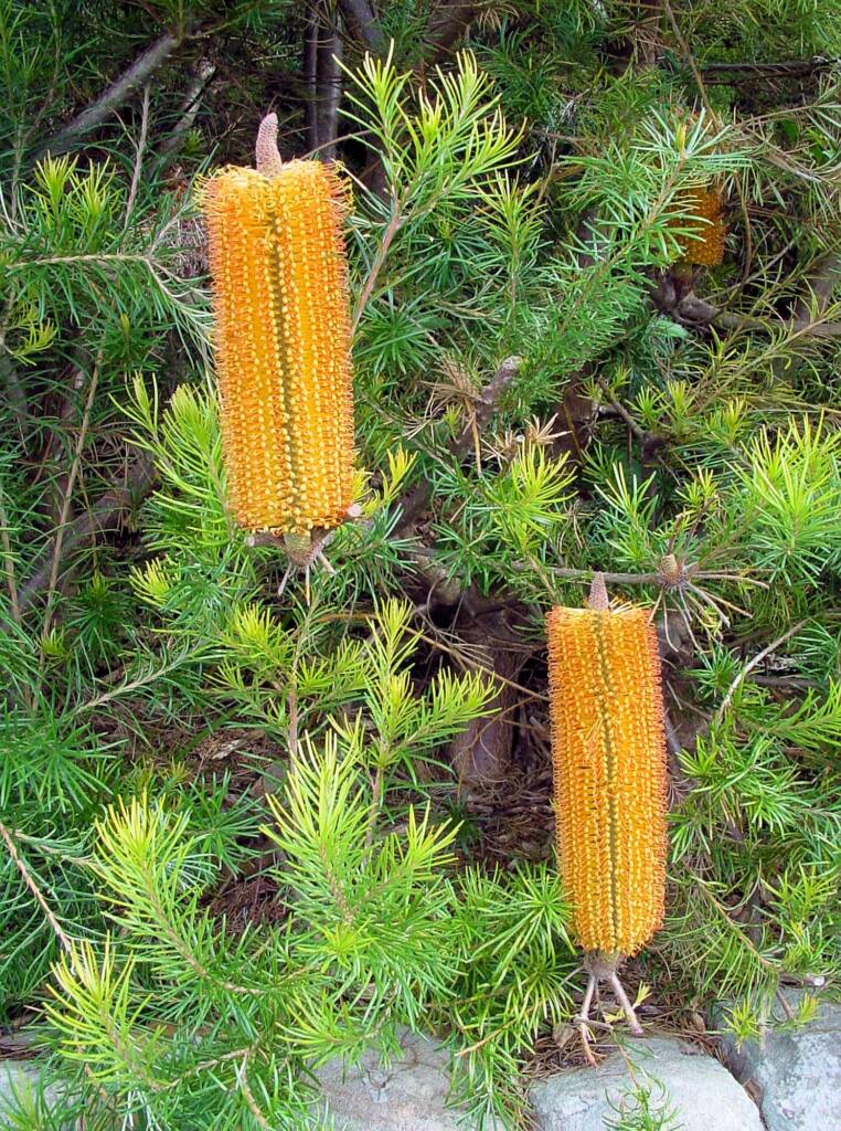 cv Giant Candles (Banksia spinulosa x ericifolia)