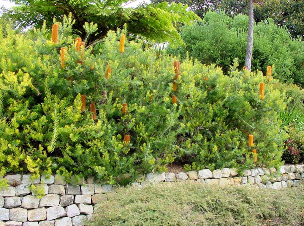 cv Giant Candles (Banksia spinulosa x ericifolia)