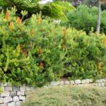 cv Giant Candles (Banksia spinulosa x ericifolia)
