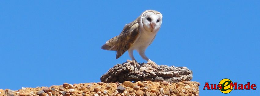 Ausemade Facebook (Timeline) - Barn Owl (Tyto alba)