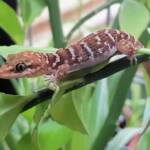 Bynoe’s Gecko (Heteronotia binoei), Alice Springs, NT