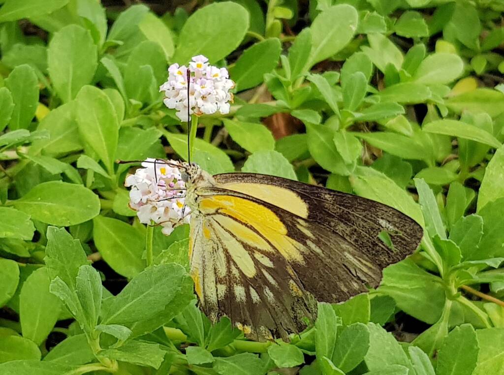 Caper White Butterfly (Belenois java)