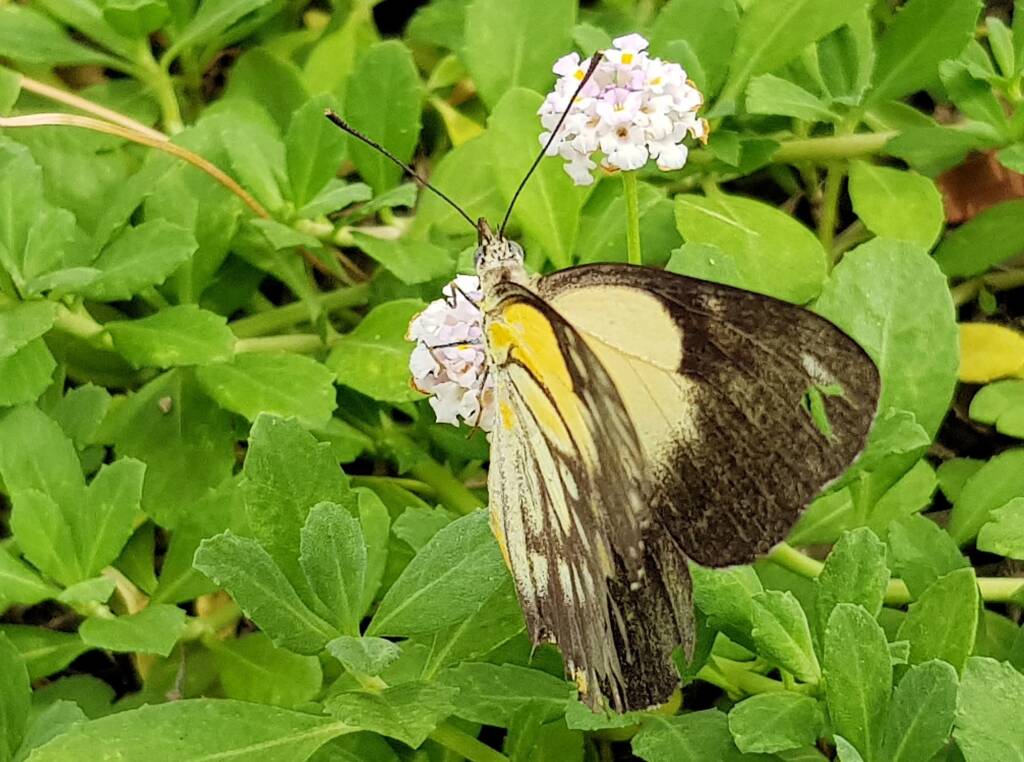 Caper White Butterfly (Belenois java)