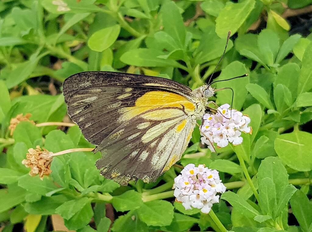 Caper White Butterfly (Belenois java)