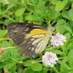 Caper White Butterfly (Belenois java)