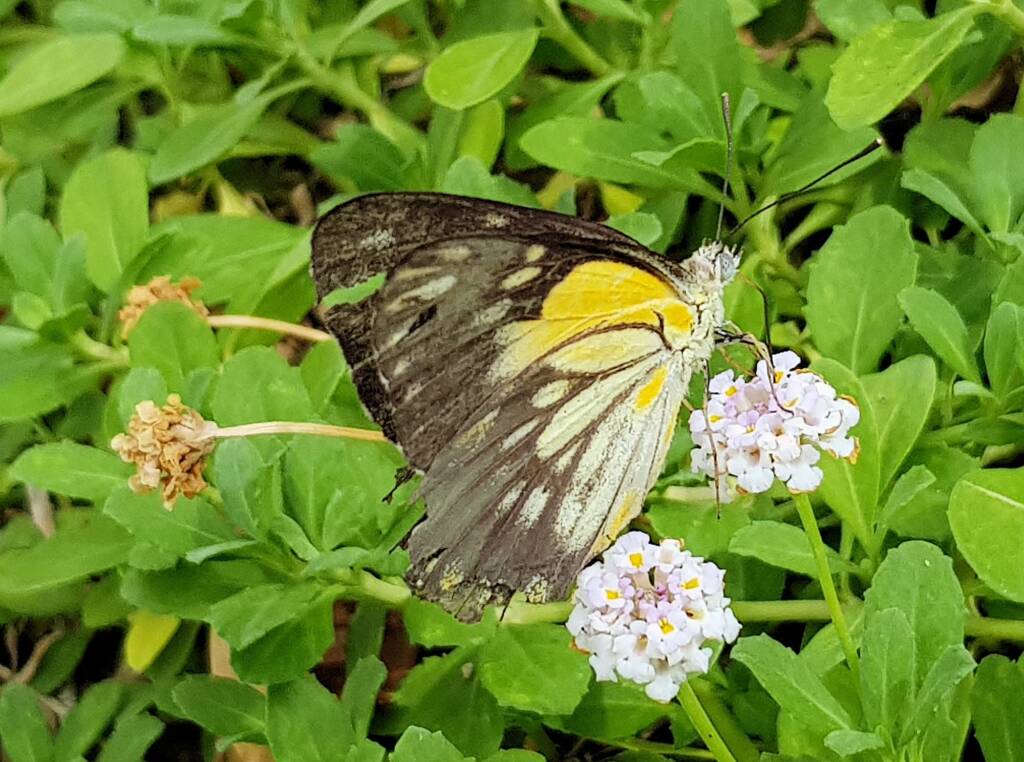 Caper White Butterfly (Belenois java)