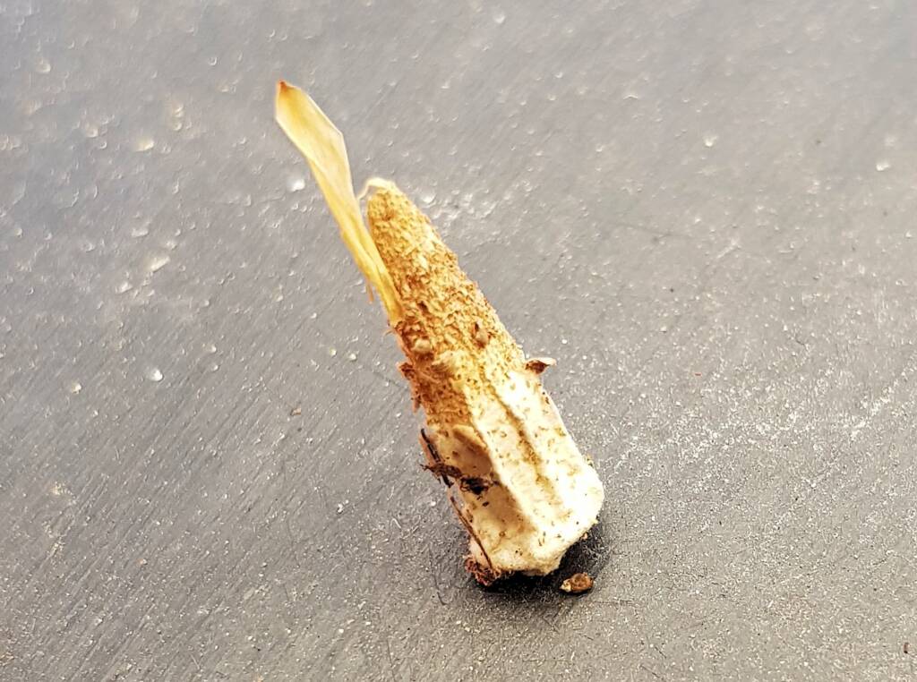 Case Moth, Alice Springs, NT