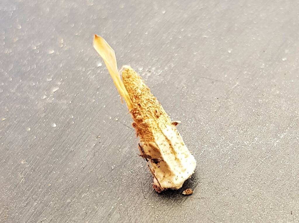 Case Moth, Alice Springs, NT